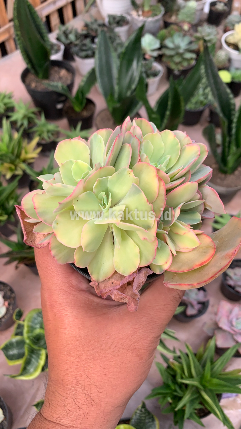 644. Echeveria San Remo Cluster - Image 7