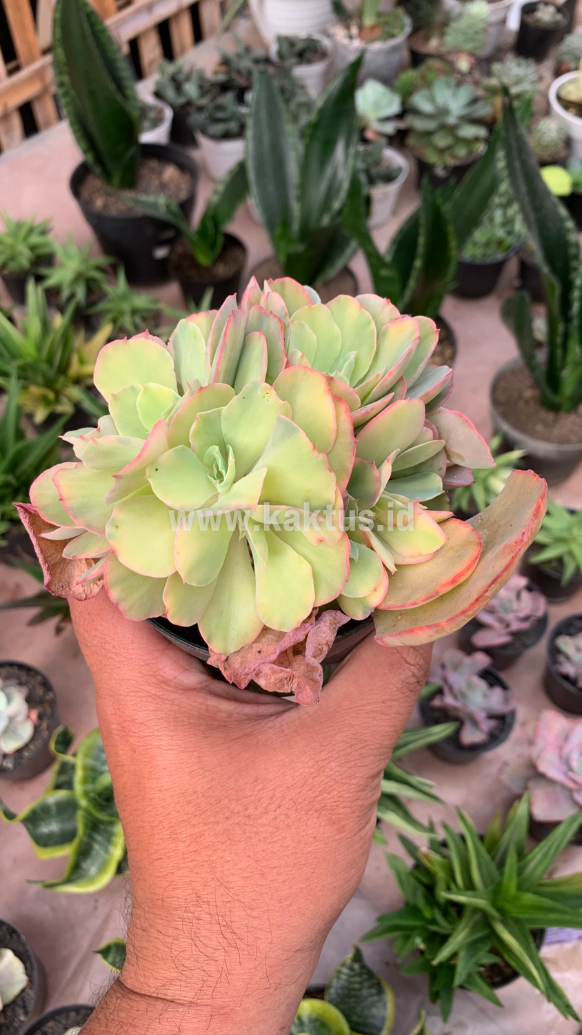644. Echeveria San Remo Cluster - Image 6