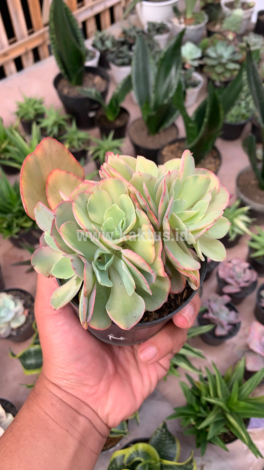 644. Echeveria San Remo Cluster - Image 5