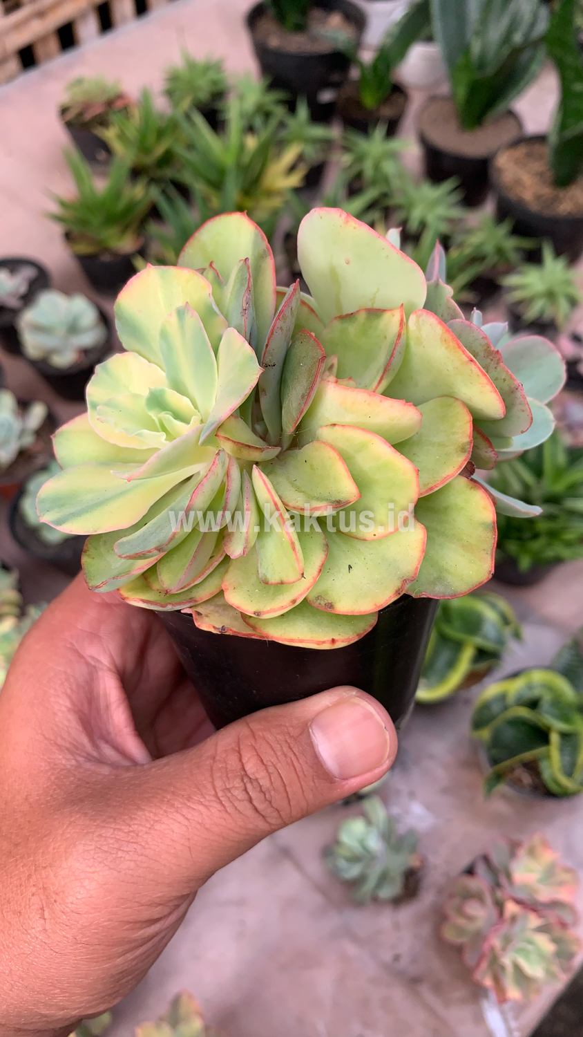 644. Echeveria San Remo Cluster - Image 4