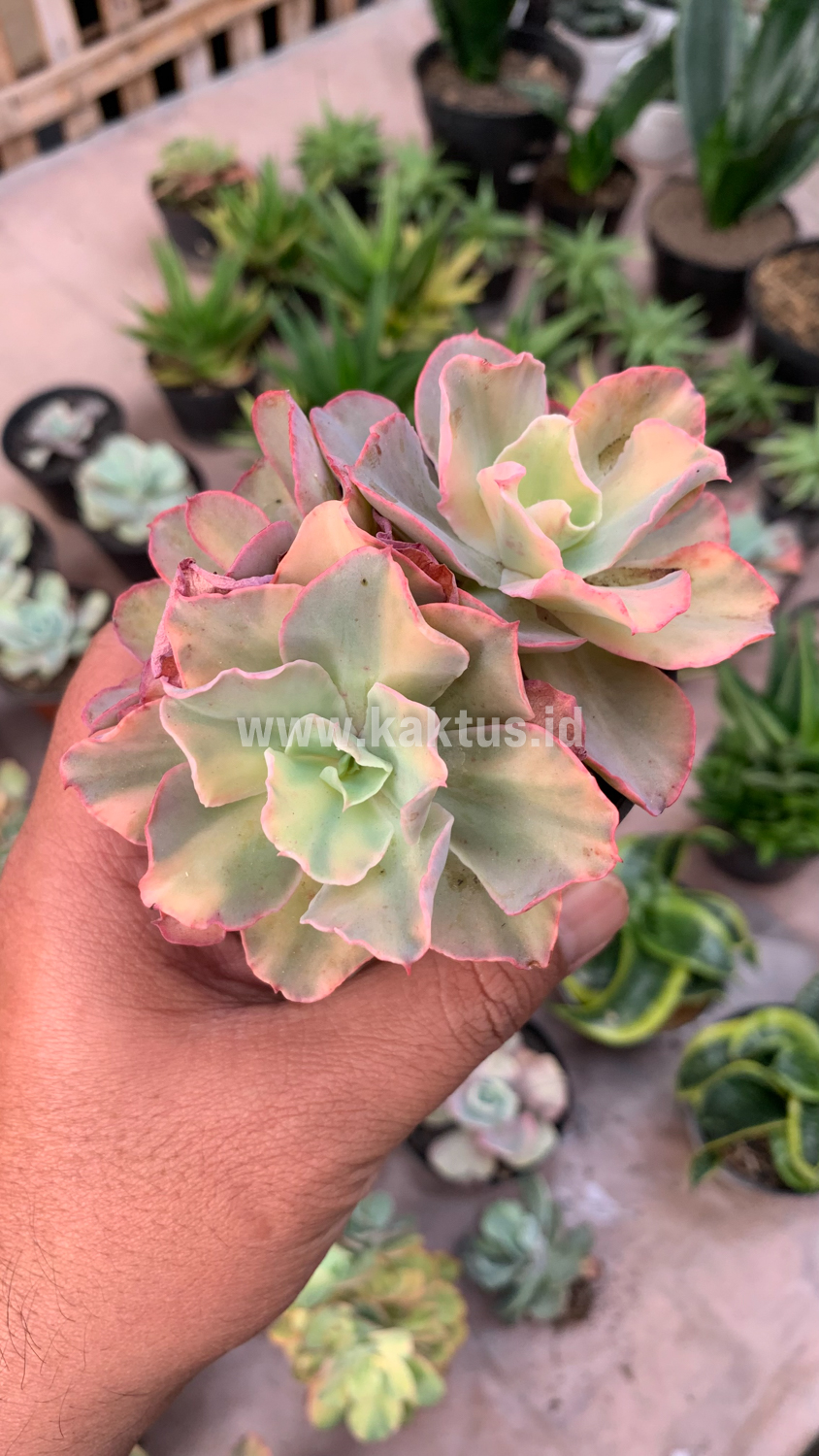 644. Echeveria San Remo Cluster - Image 3
