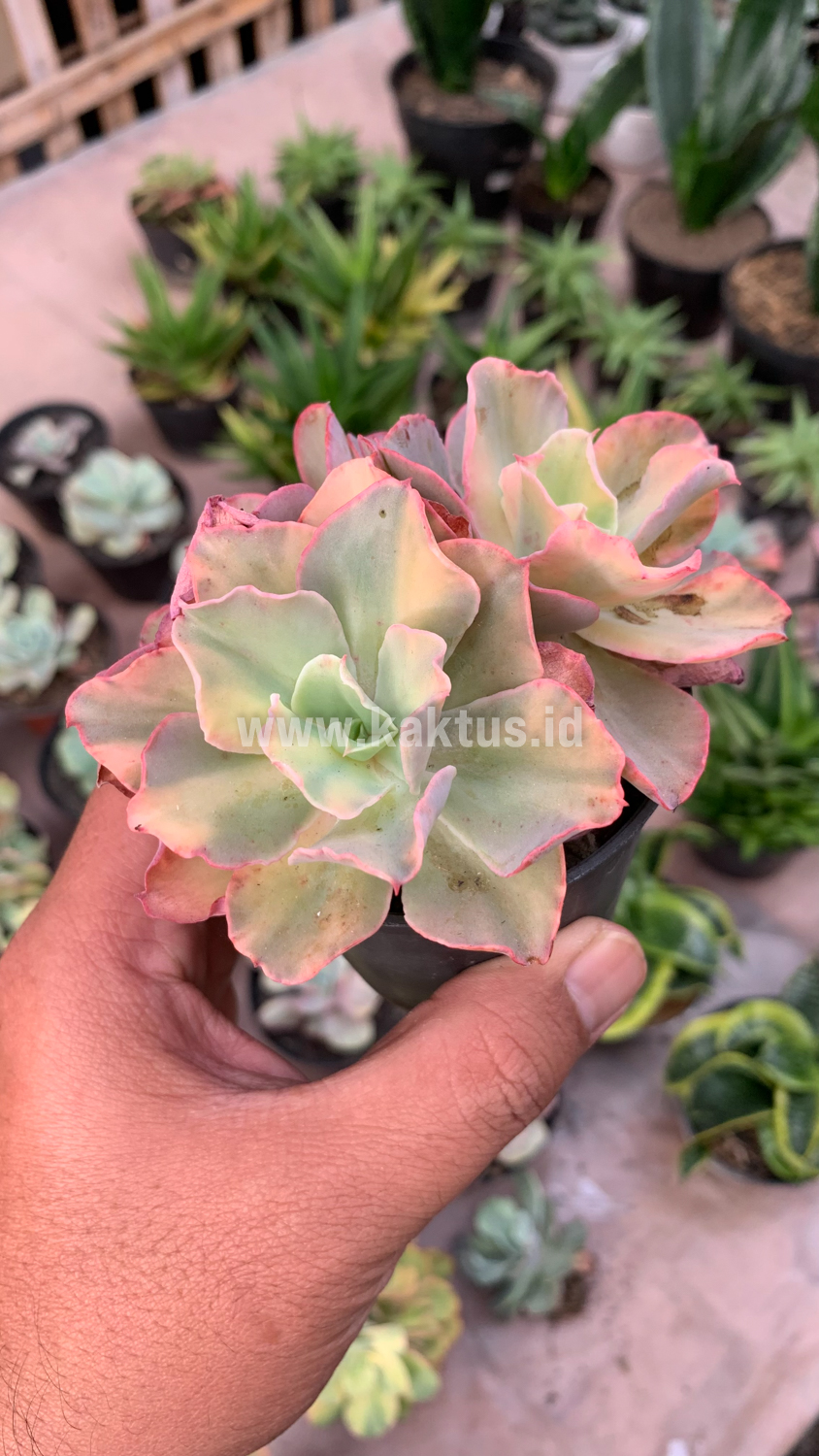 644. Echeveria San Remo Cluster - Image 2