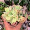 644. Echeveria San Remo Cluster