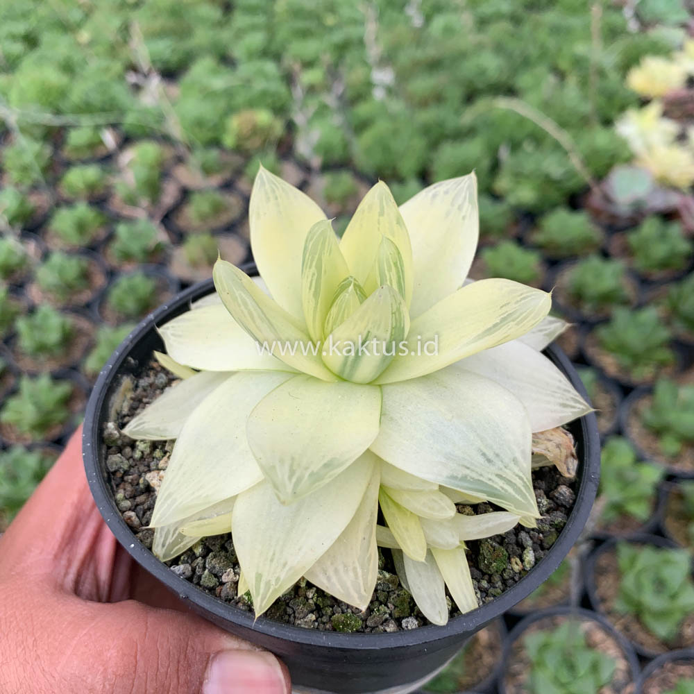 645. Haworthia Cymbiformis Aurea Variegated - Image 3