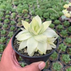 Alternative view of 645. Haworthia Cymbiformis Aurea Variegated