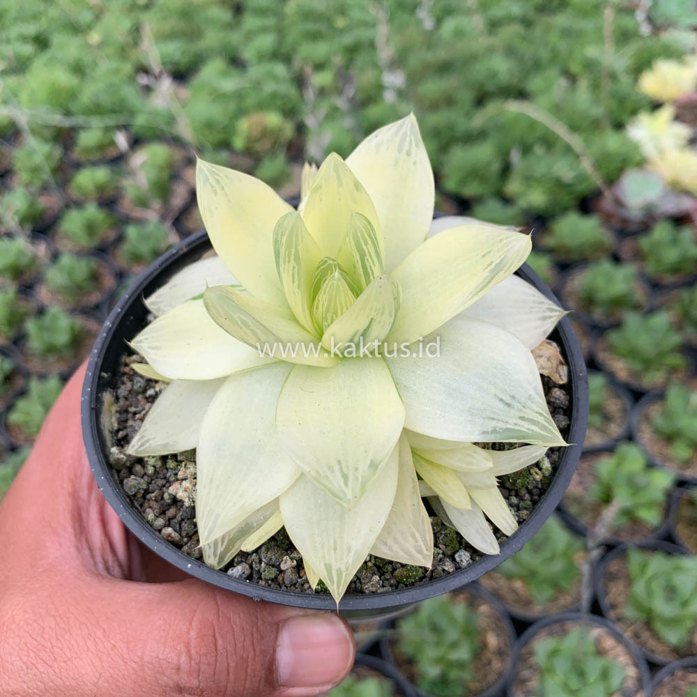 645. Haworthia Cymbiformis Aurea Variegated - Image 4