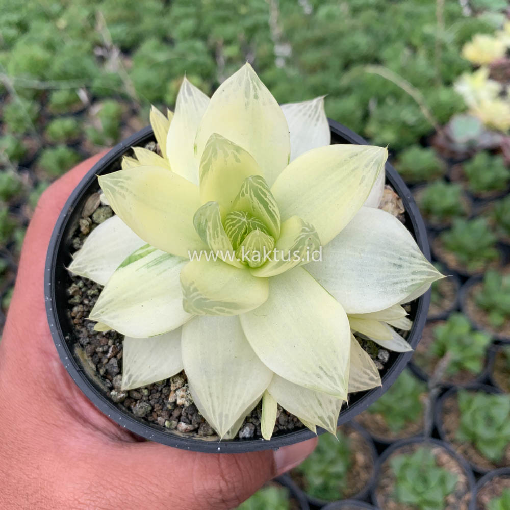 645. Haworthia Cymbiformis Aurea Variegated - Image 5