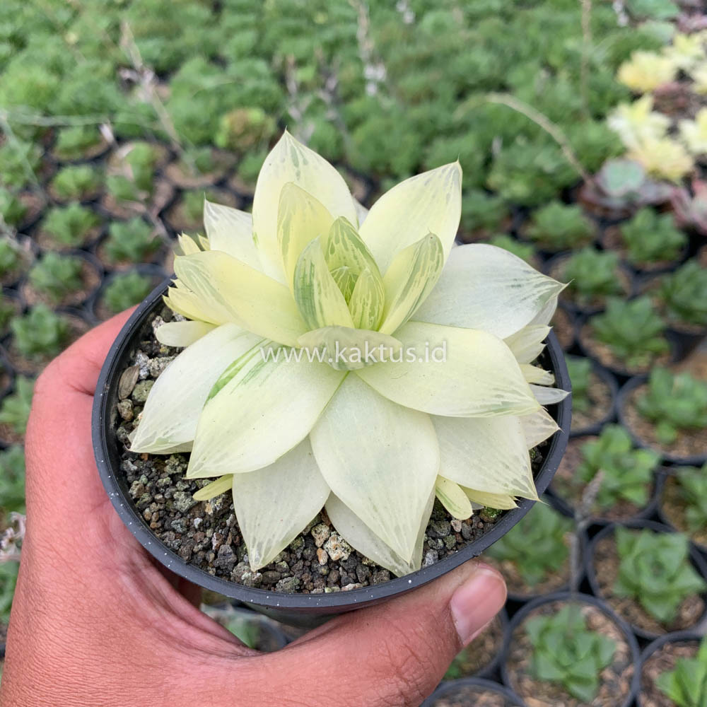 645. Haworthia Cymbiformis Aurea Variegated - Image 7
