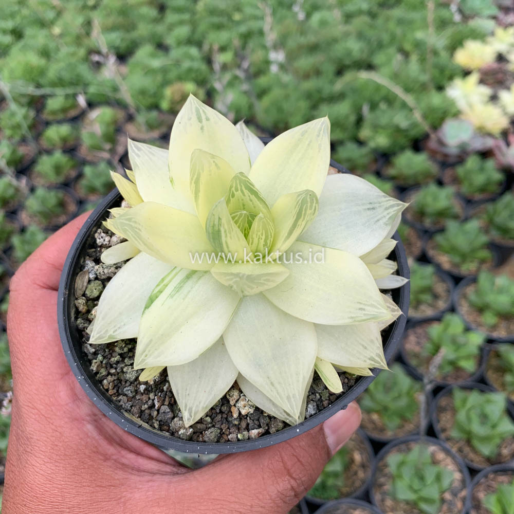 645. Haworthia Cymbiformis Aurea Variegated - Image 8