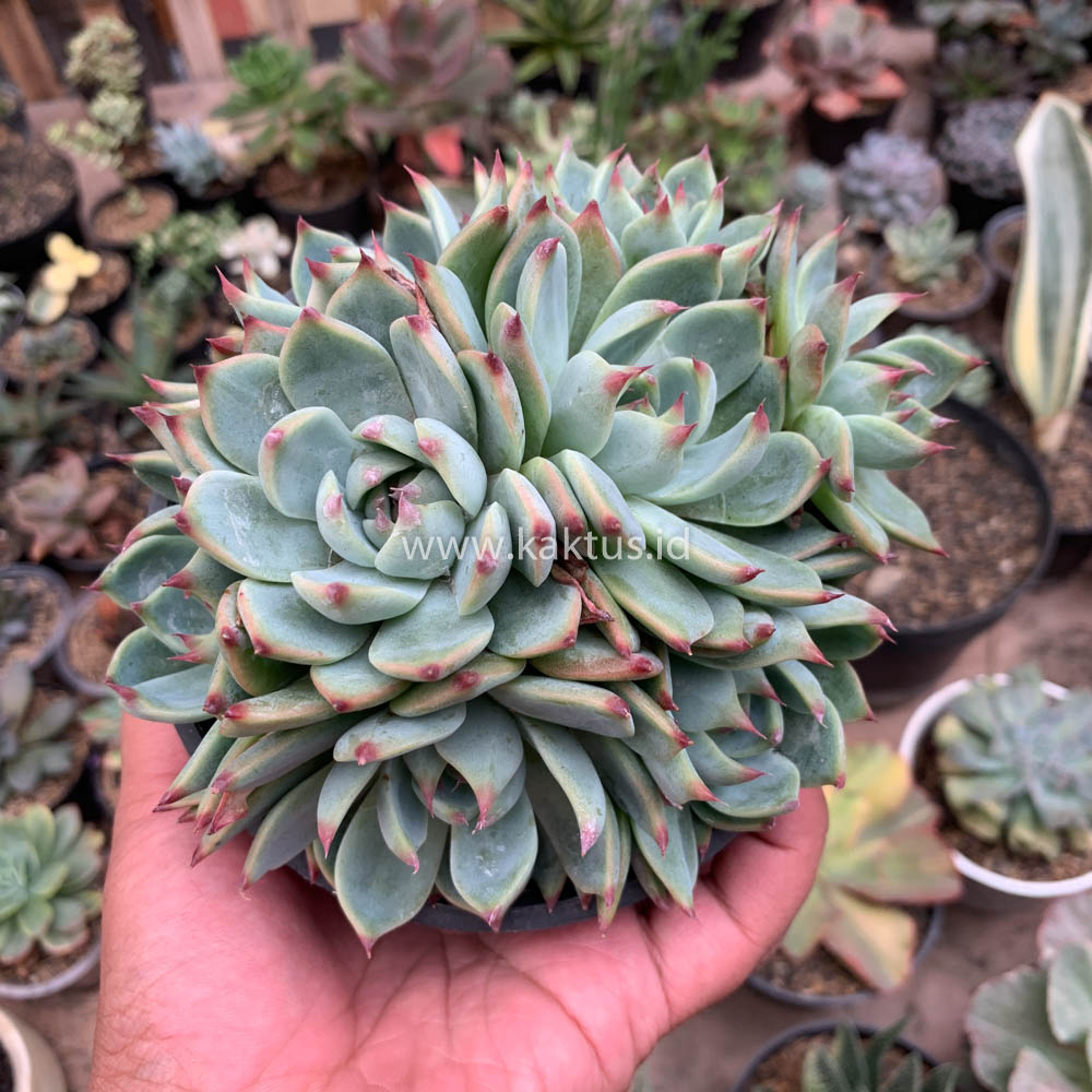 647. Echeveria Chihuahuensis Cluster