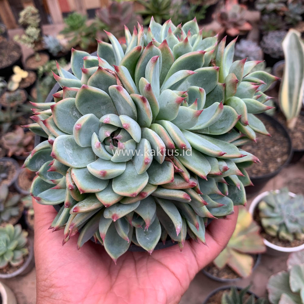 647. Echeveria Chihuahuensis Cluster - Image 5