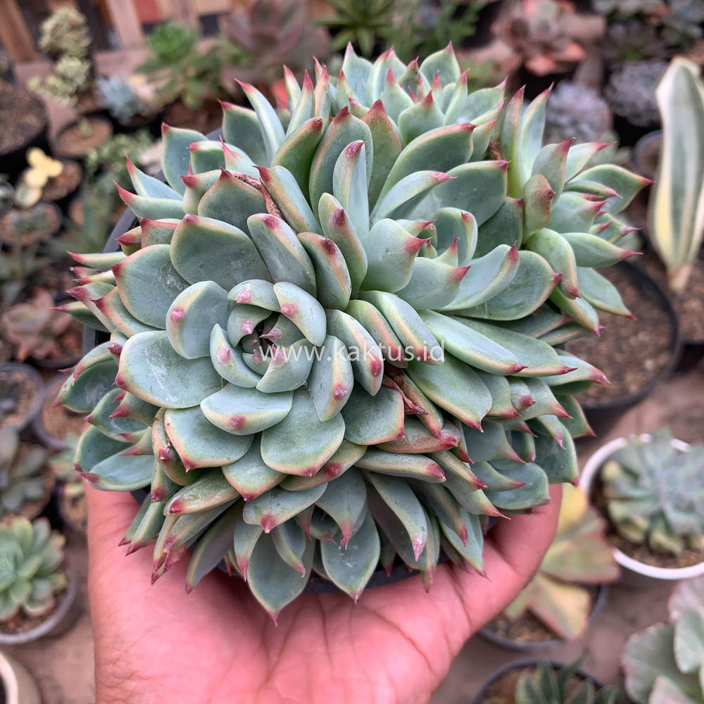 647. Echeveria Chihuahuensis Cluster - Image 7