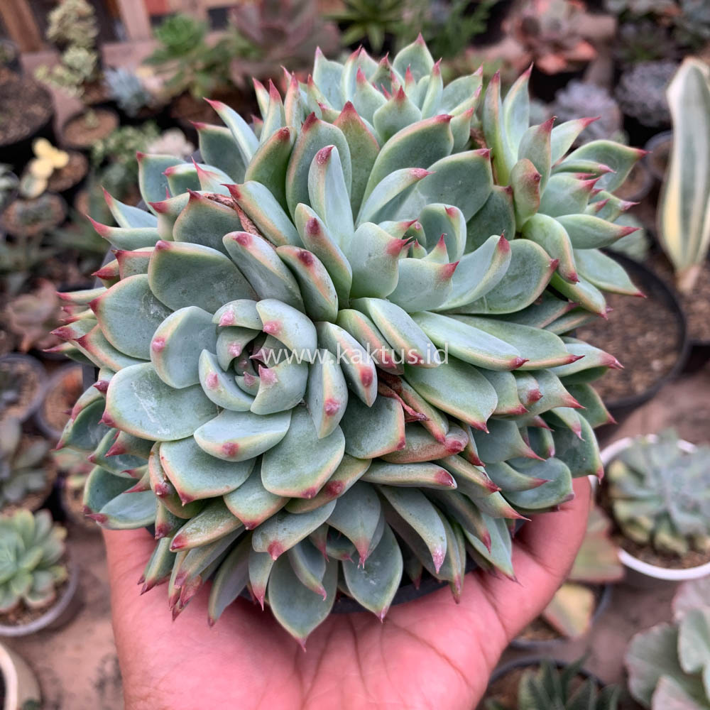 647. Echeveria Chihuahuensis Cluster - Image 8