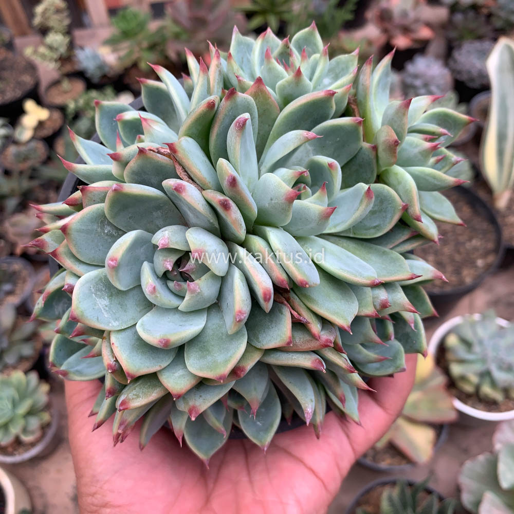 647. Echeveria Chihuahuensis Cluster - Image 9
