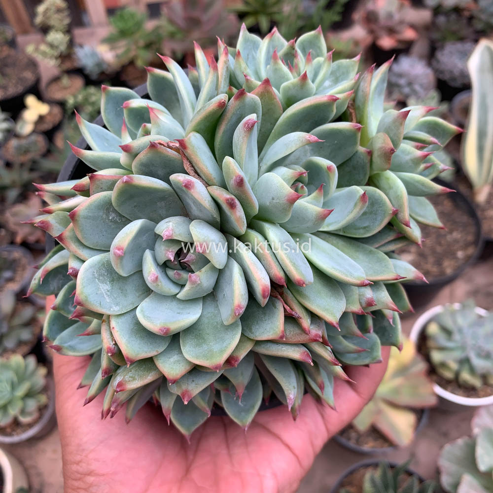 647. Echeveria Chihuahuensis Cluster - Image 2