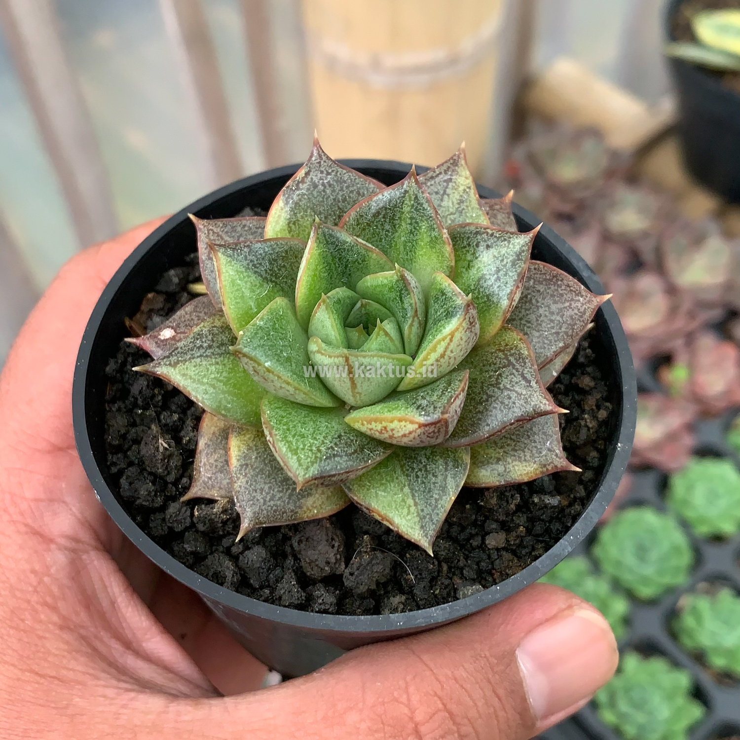 649. Echeveria Purpusorum Variegated - Image 2