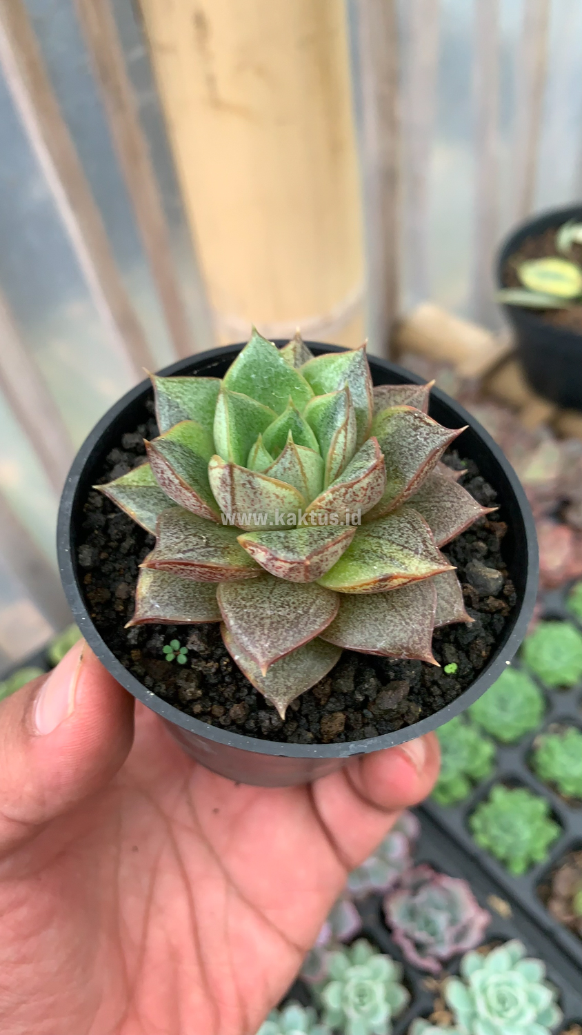 649. Echeveria Purpusorum Variegated - Image 6