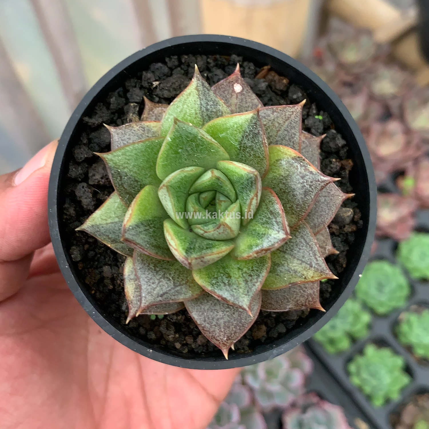 649. Echeveria Purpusorum Variegated - Image 5