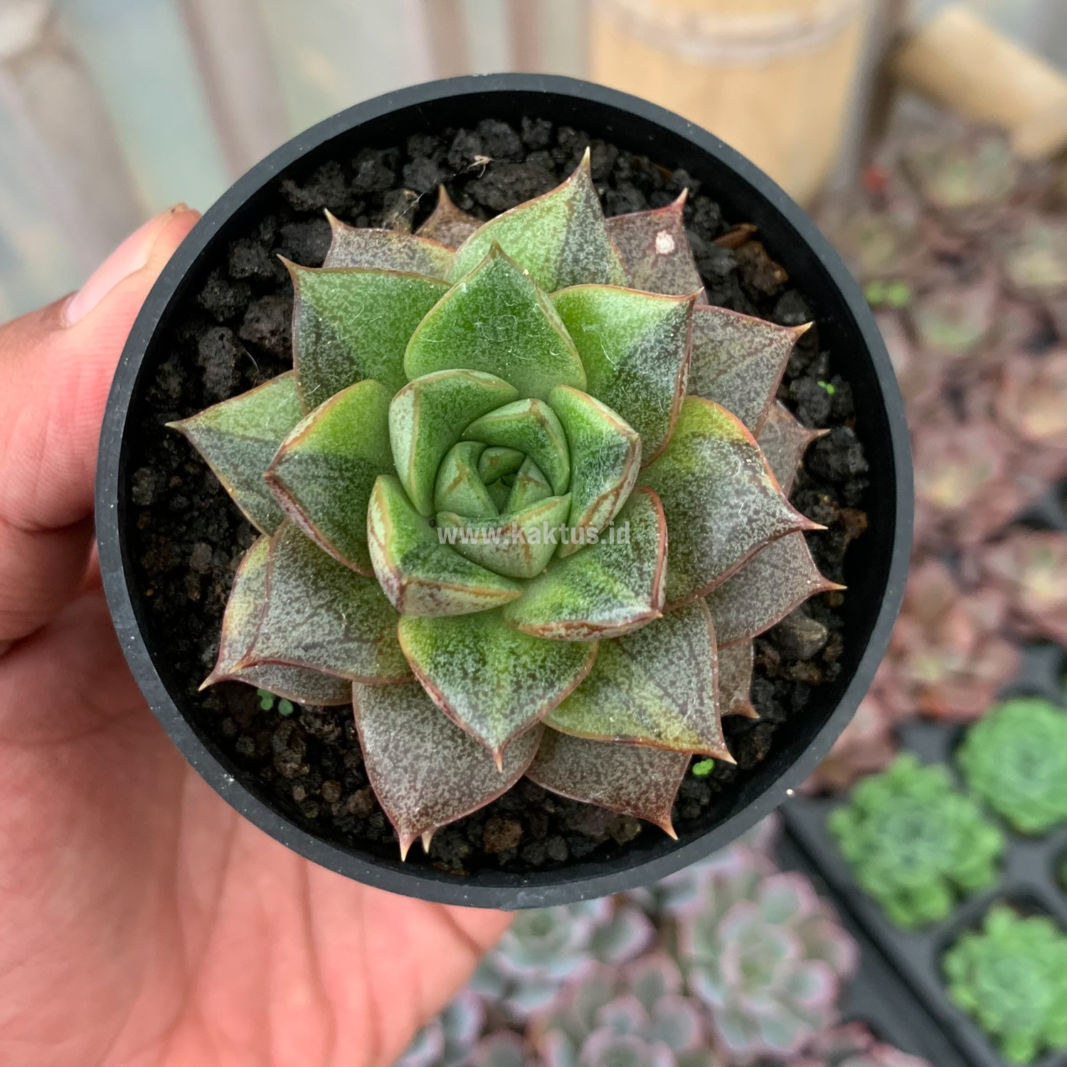 649. Echeveria Purpusorum Variegated - Image 4