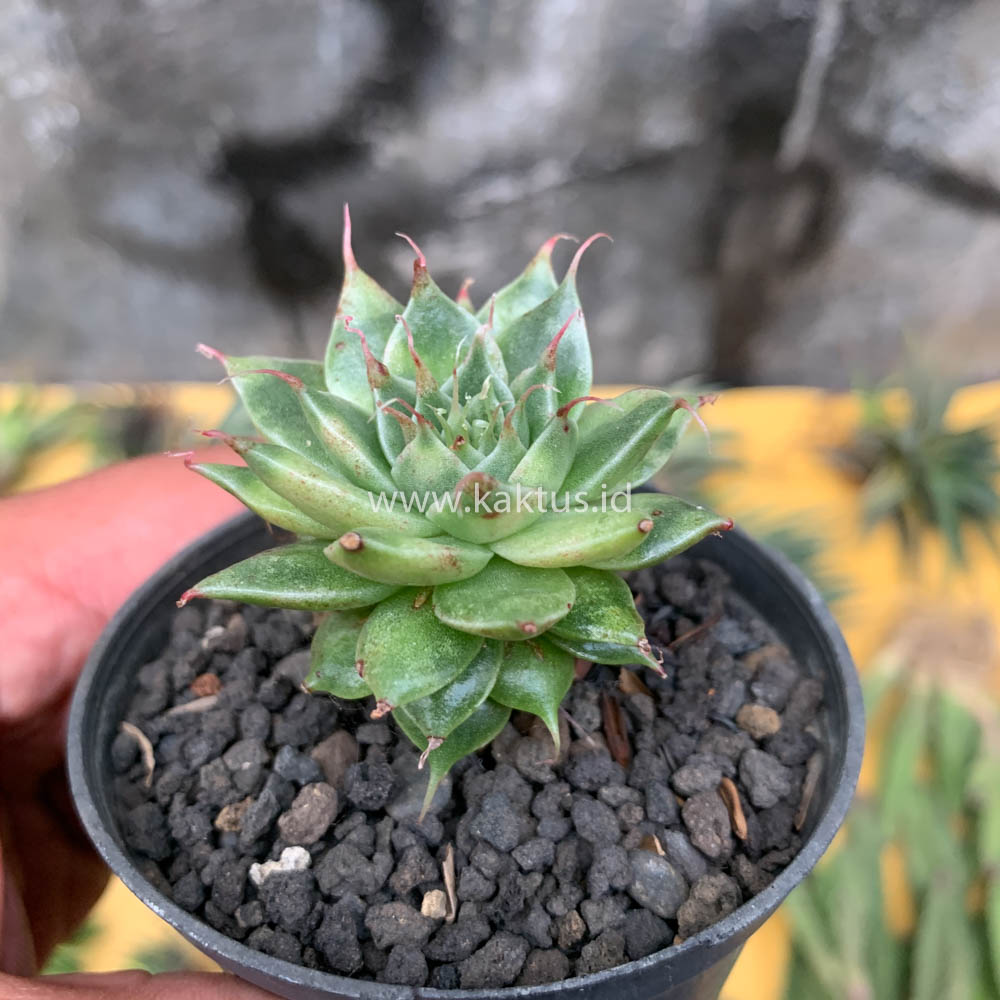 650. Graptoveria 'Silver Star' Variegated - Image 4