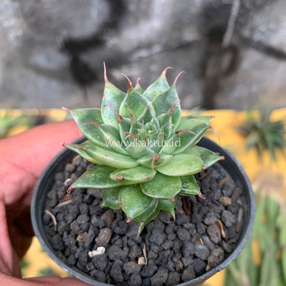 650. Graptoveria 'Silver Star' Variegated - Image 5