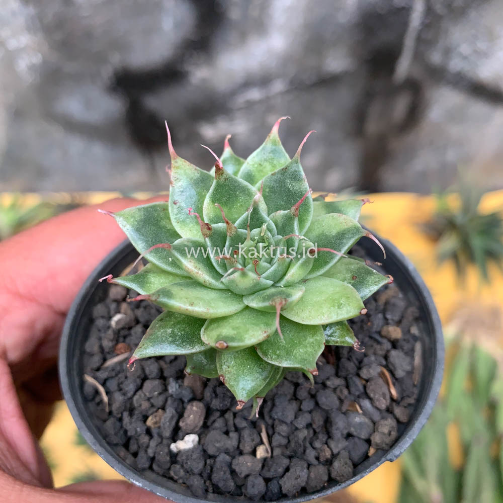 650. Graptoveria 'Silver Star' Variegated - Image 6