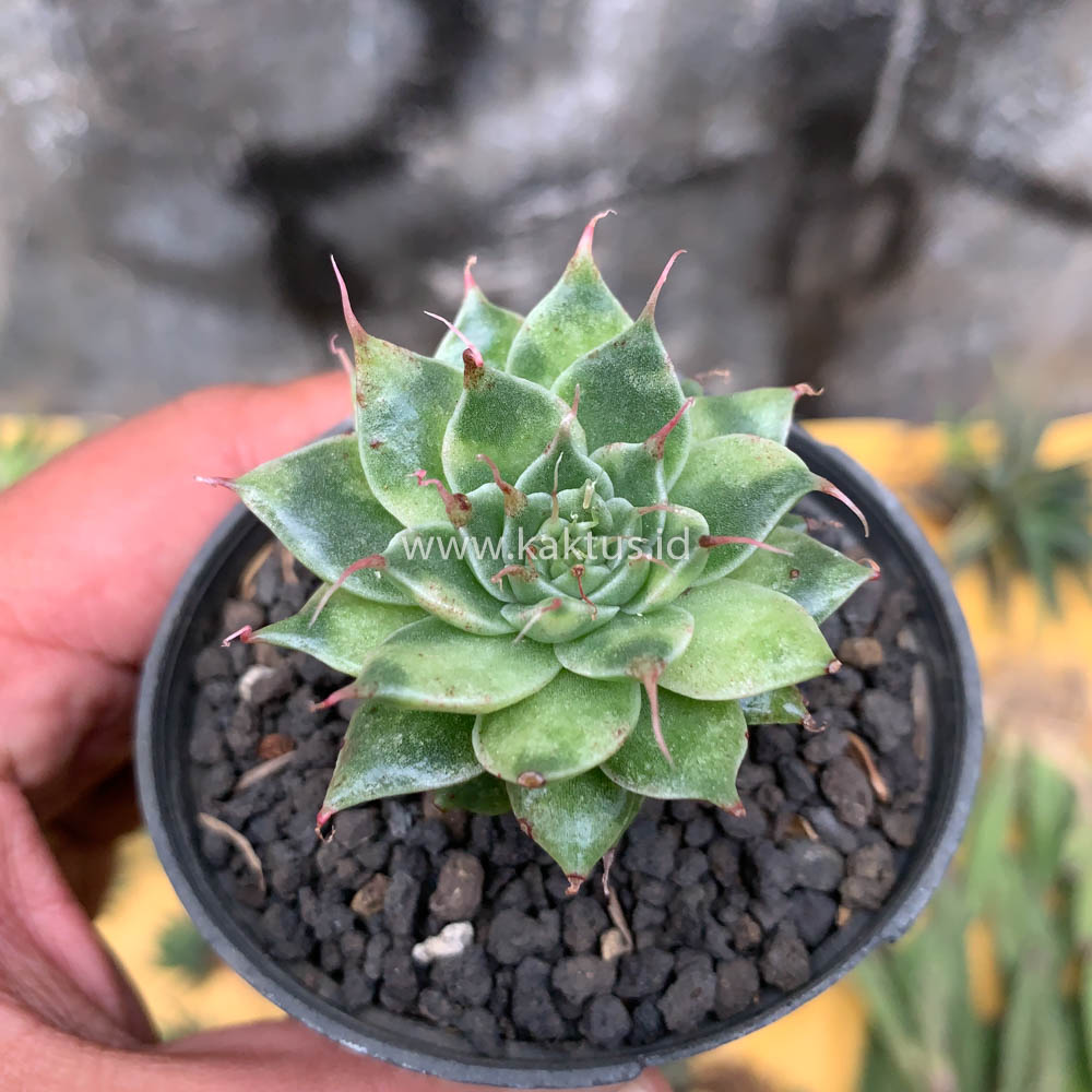 650. Graptoveria 'Silver Star' Variegated - Image 7