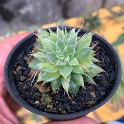 Alternative view of 650. Graptoveria 'Silver Star' Variegated