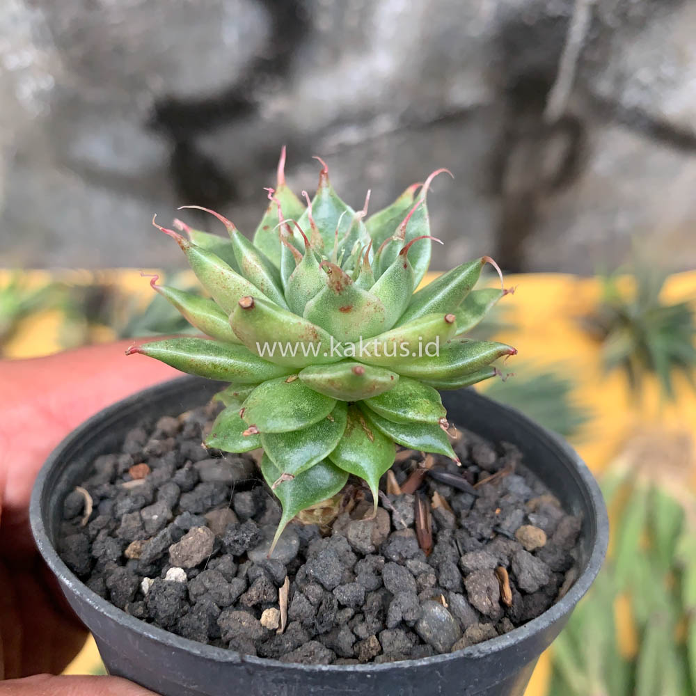 650. Graptoveria 'Silver Star' Variegated - Image 3