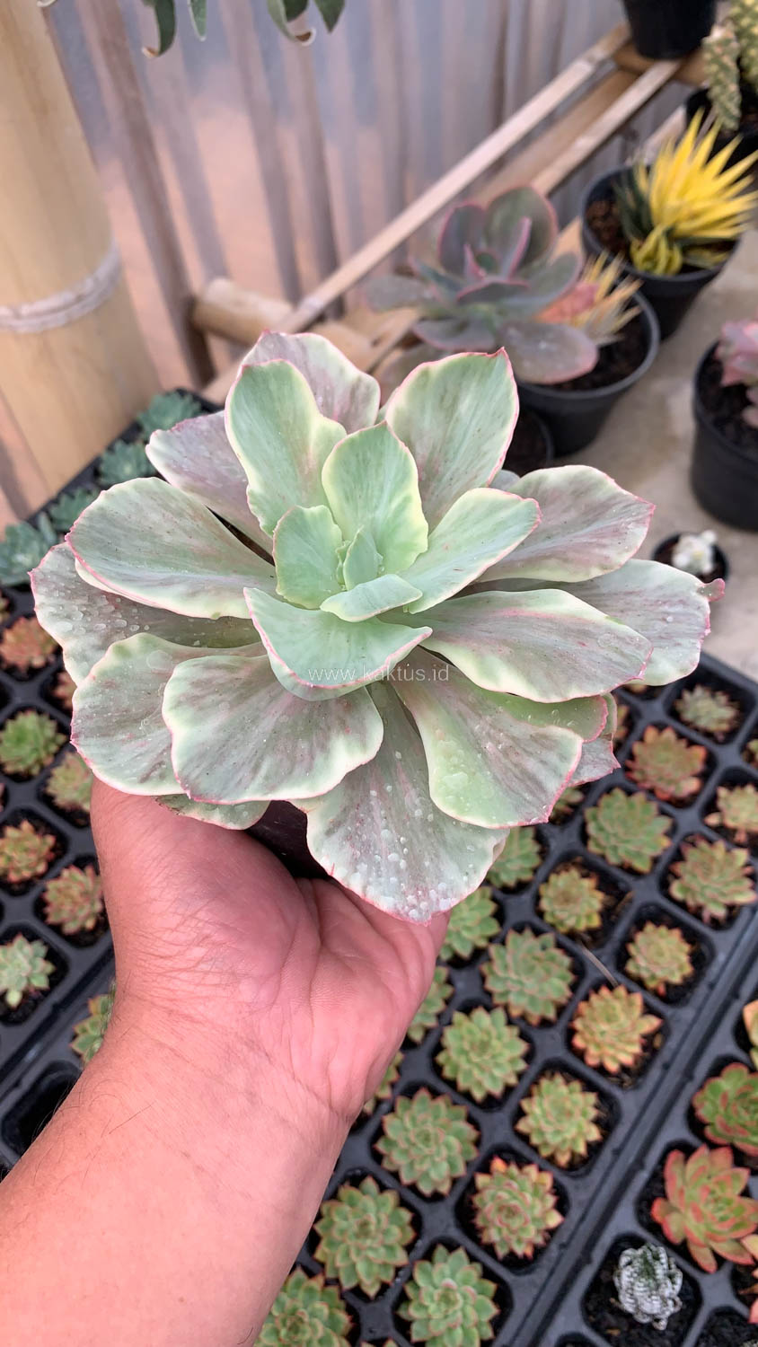 651. Echeveria Queen Chantilly - Image 2