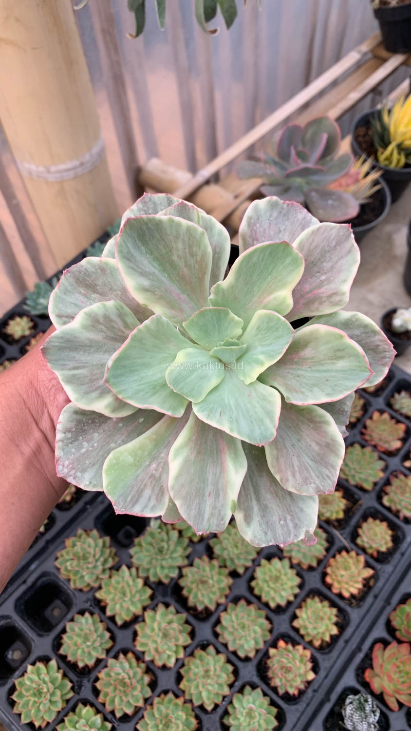 651. Echeveria Queen Chantilly - Image 12