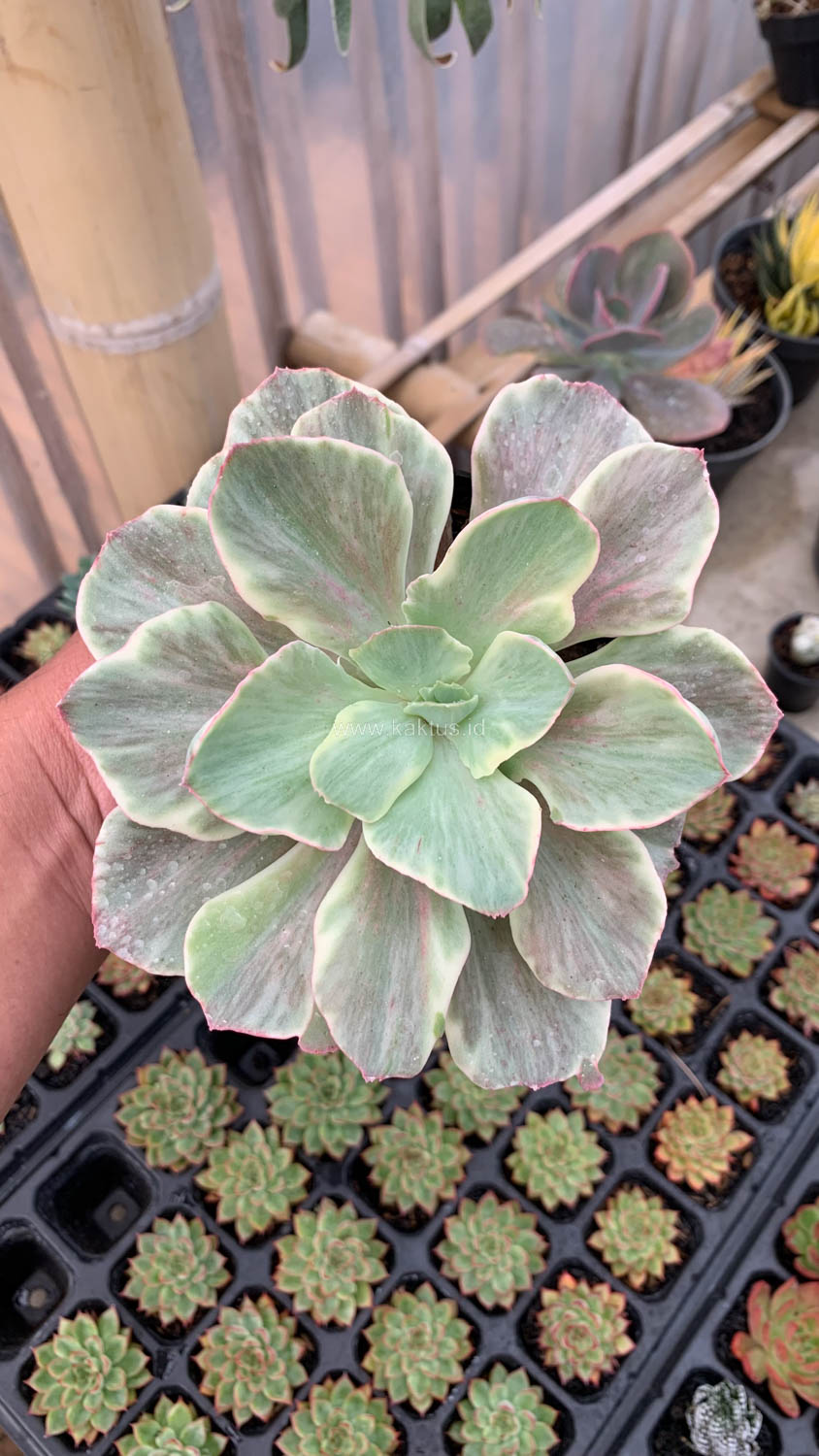 651. Echeveria Queen Chantilly - Image 13