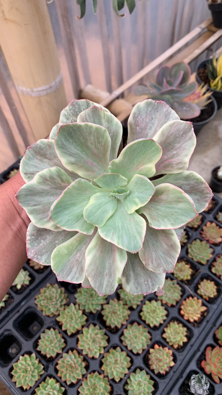 651. Echeveria Queen Chantilly - Image 14