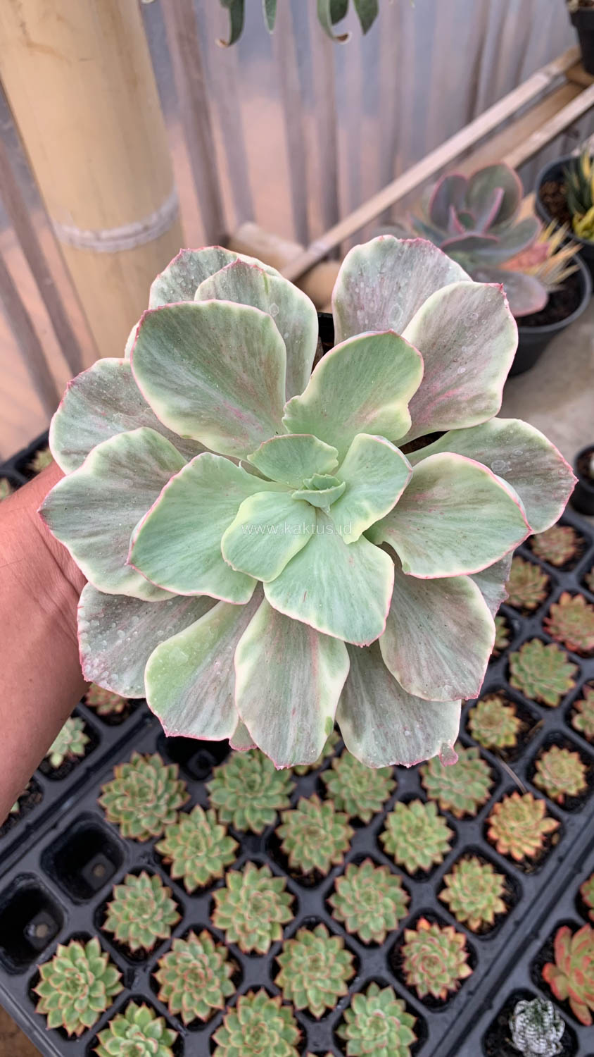 651. Echeveria Queen Chantilly - Image 15