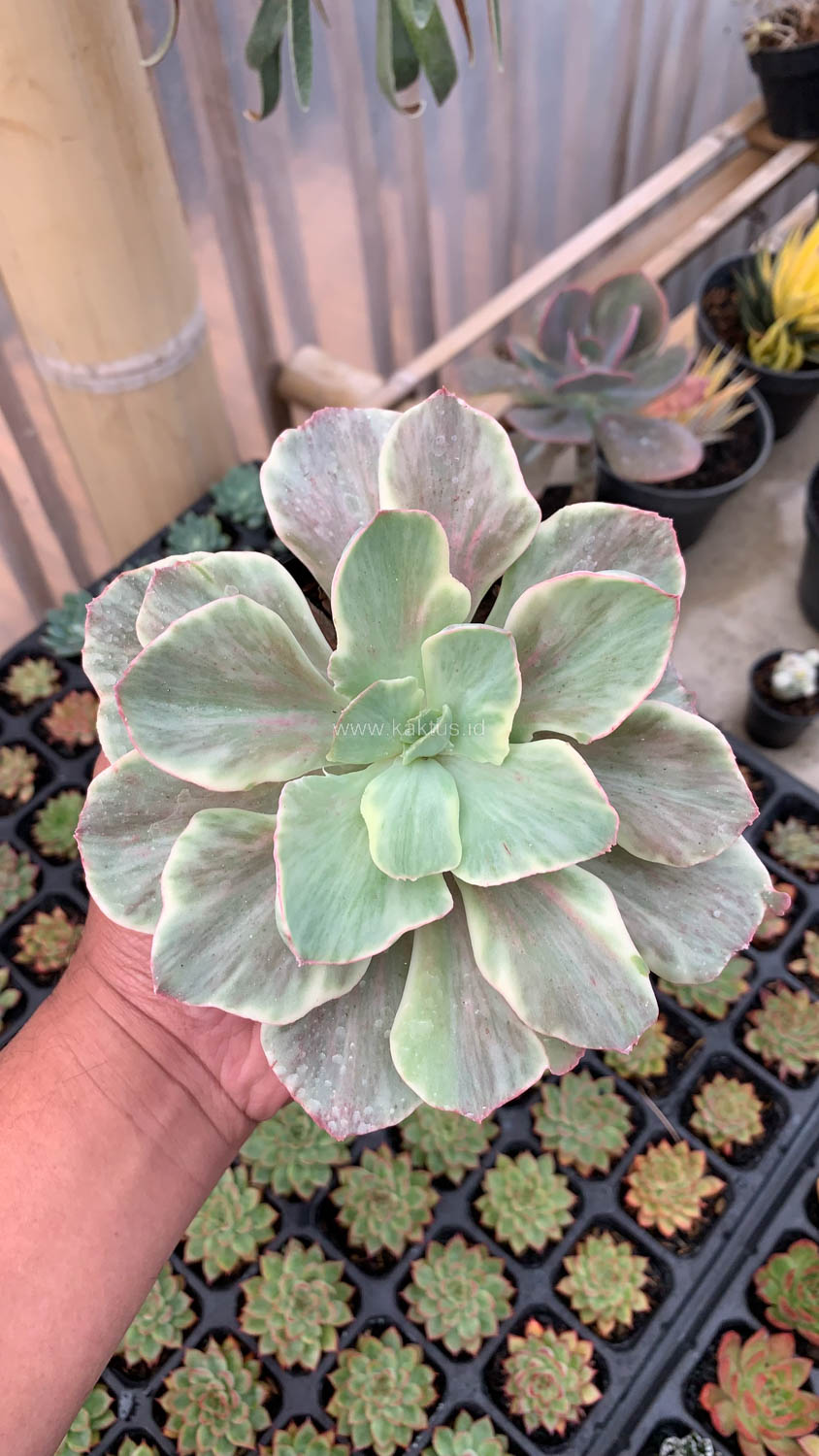 651. Echeveria Queen Chantilly - Image 4