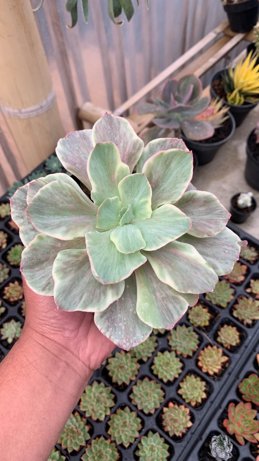 651. Echeveria Queen Chantilly - Image 5