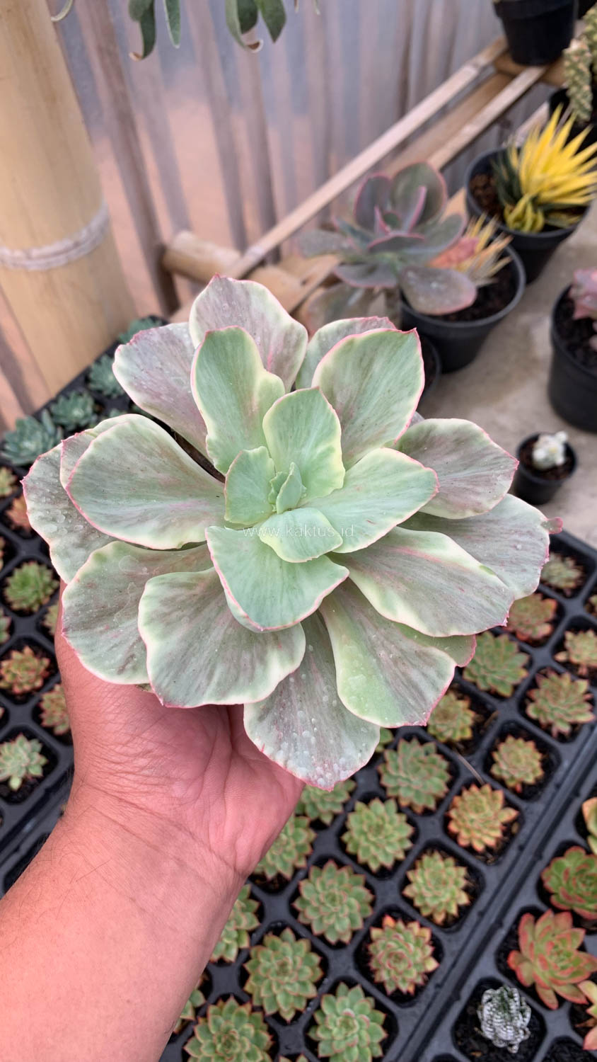 651. Echeveria Queen Chantilly - Image 7