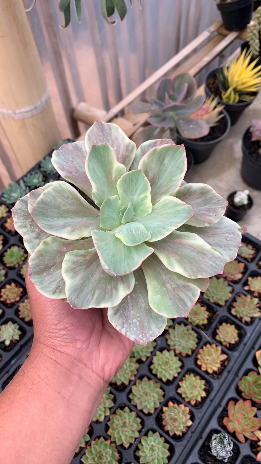 651. Echeveria Queen Chantilly - Image 8