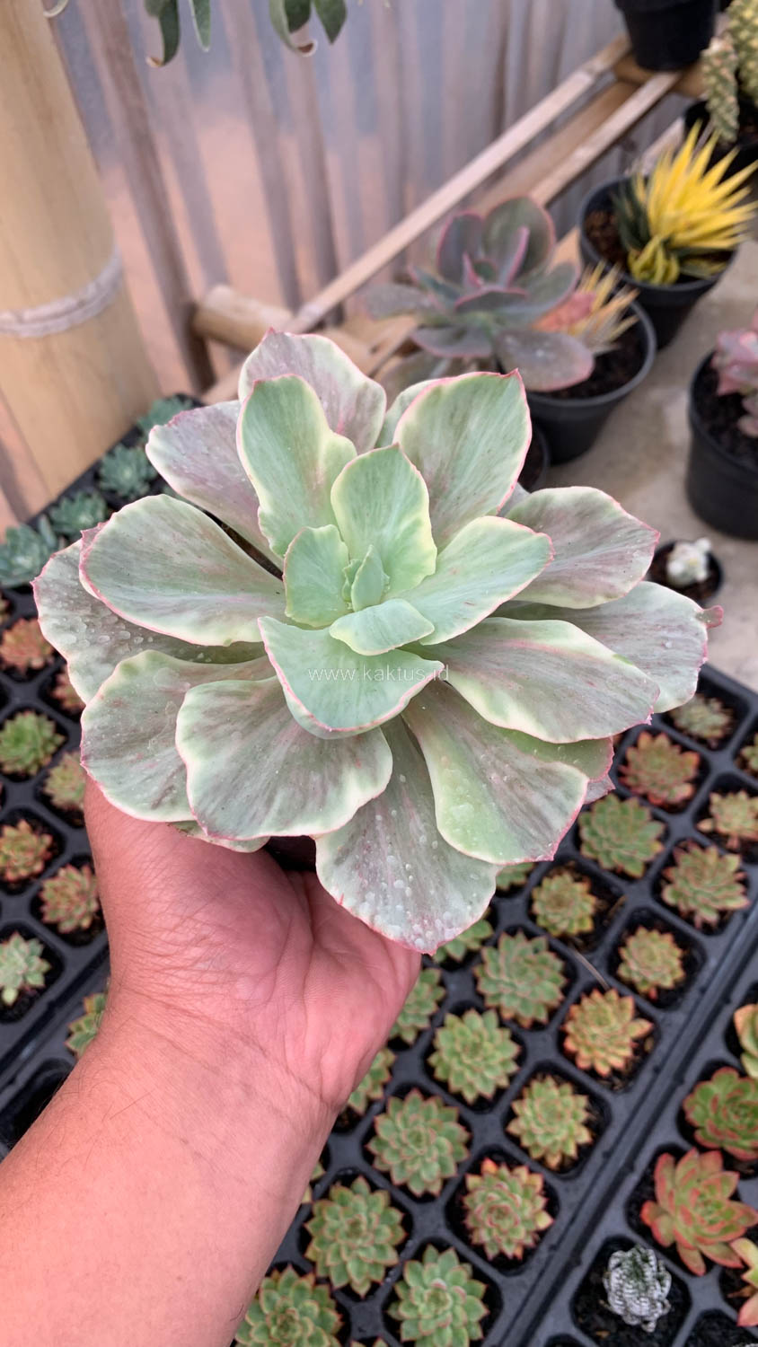 651. Echeveria Queen Chantilly - Image 9