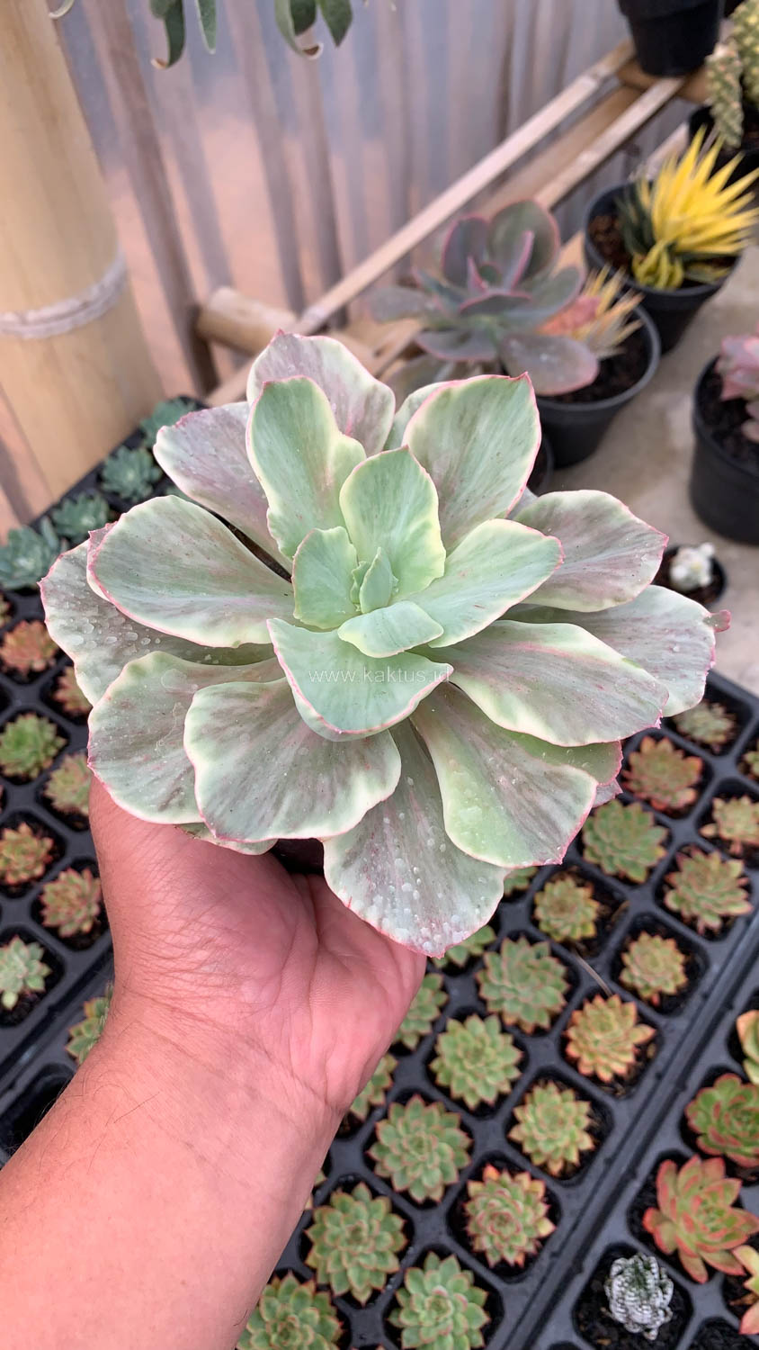 651. Echeveria Queen Chantilly - Image 10