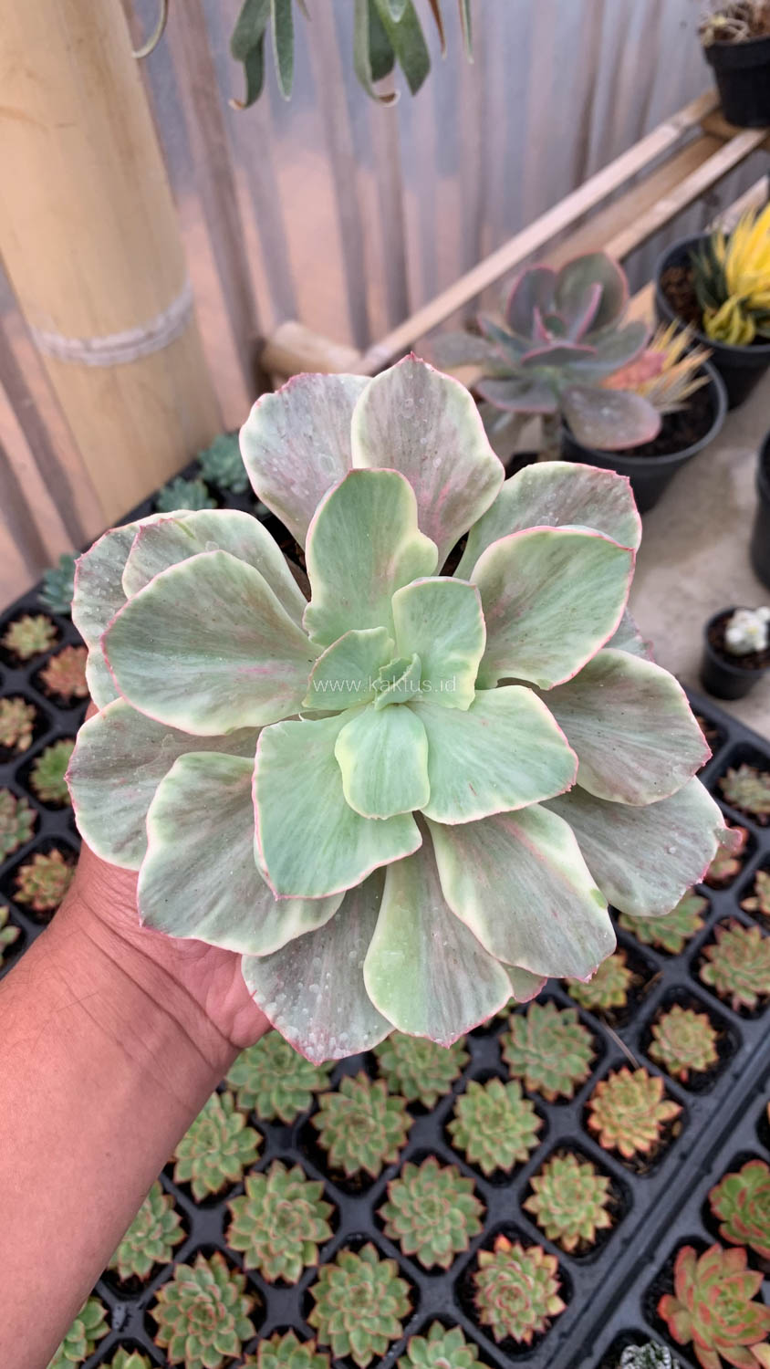 651. Echeveria Queen Chantilly - Image 3