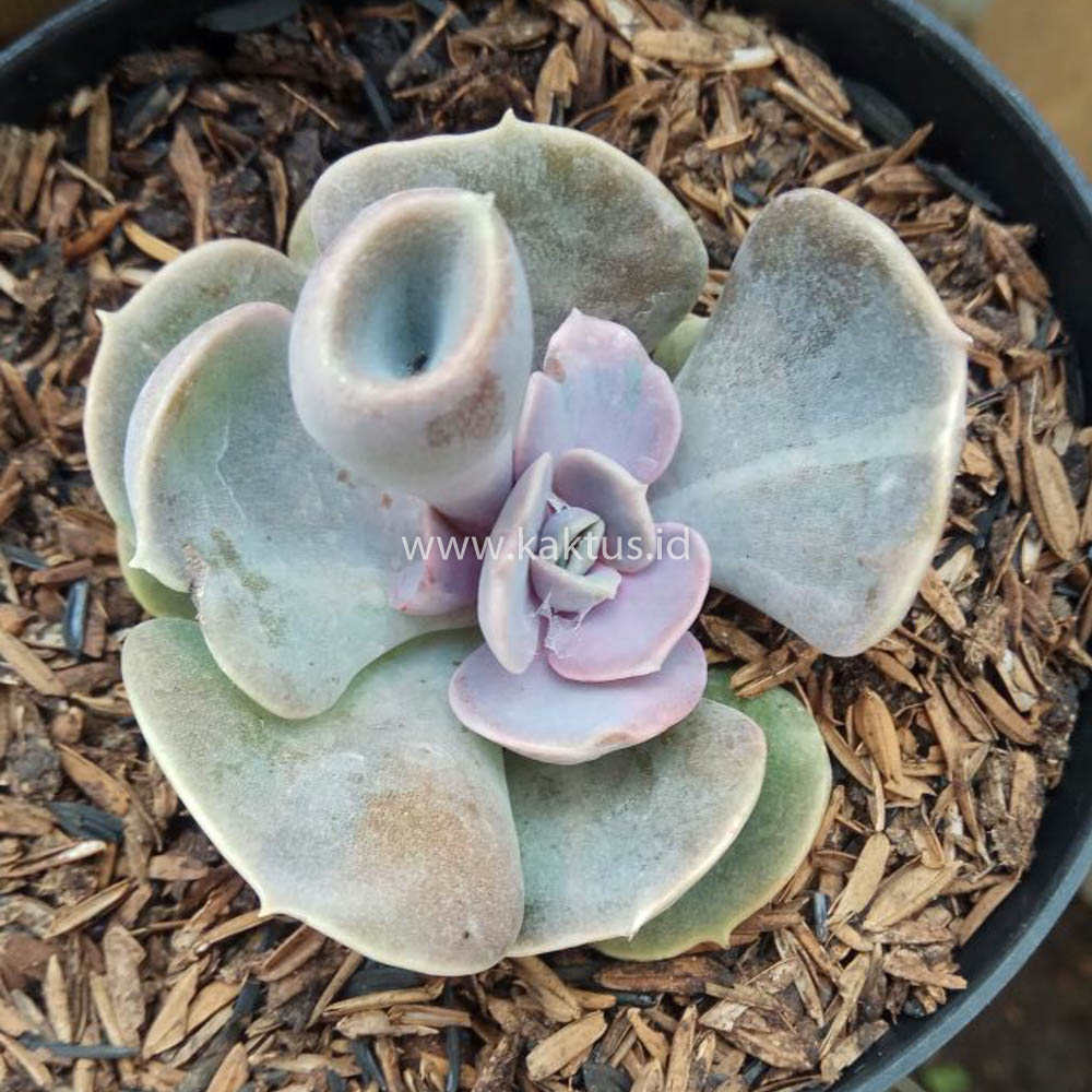 653. Echeveria Perle x Crasulla Ovata Gollum - Image 2