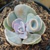 653. Echeveria Perle x Crasulla Ovata Gollum