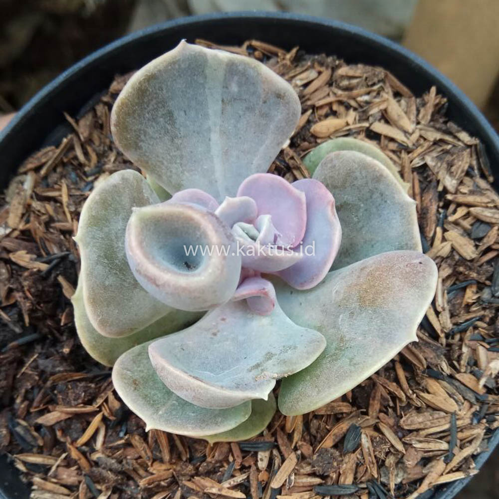 653. Echeveria Perle x Crasulla Ovata Gollum - Image 3
