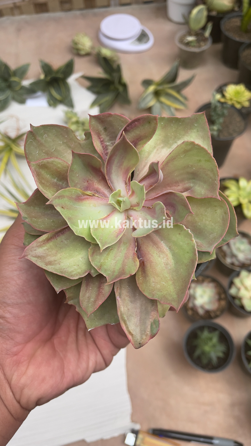 656. Echeveria Monster - Image 7