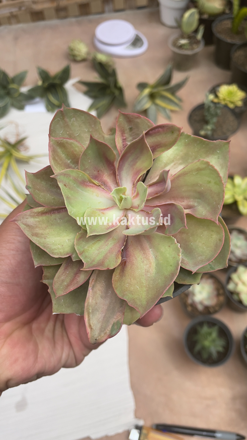 656. Echeveria Monster - Image 11