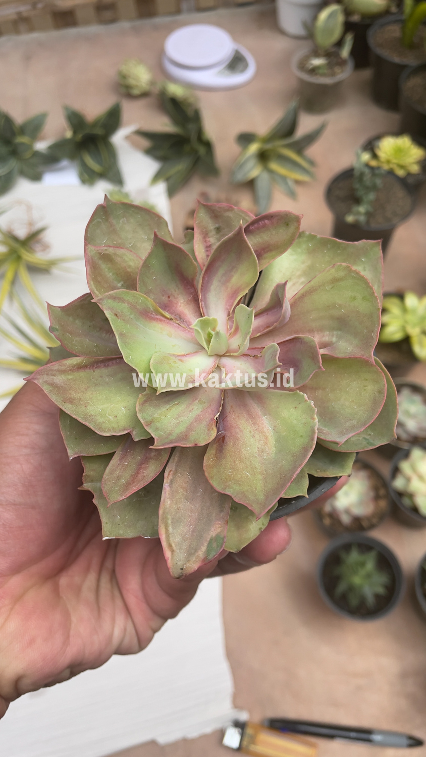 656. Echeveria Monster - Image 19
