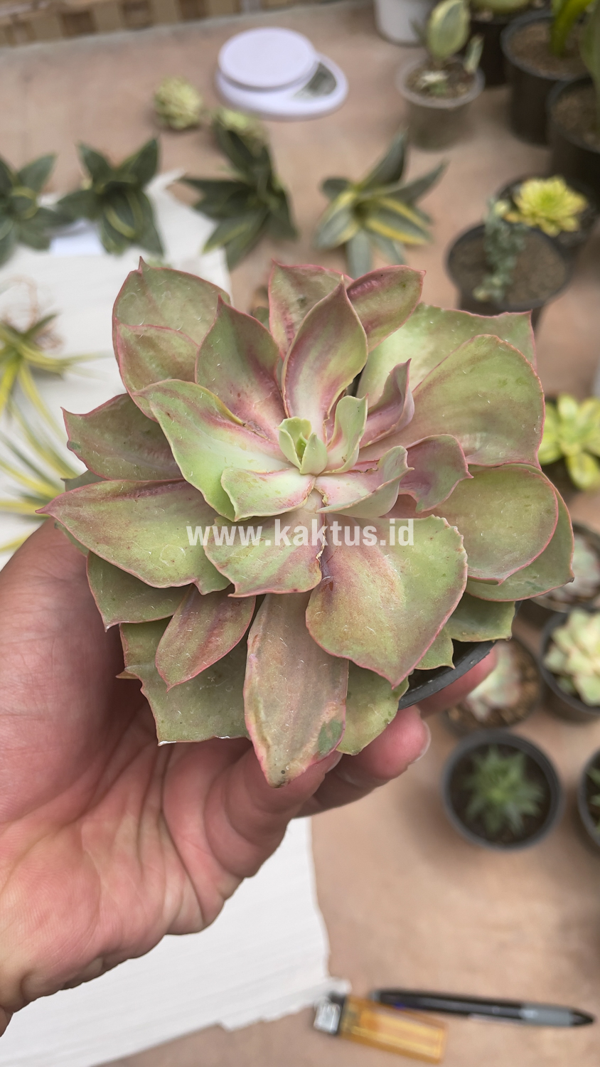 656. Echeveria Monster - Image 17