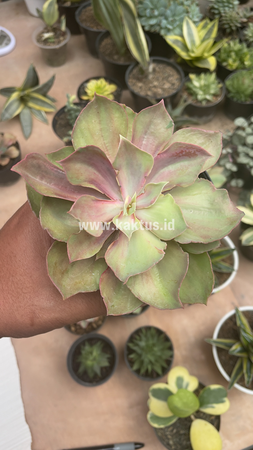 656. Echeveria Monster - Image 16