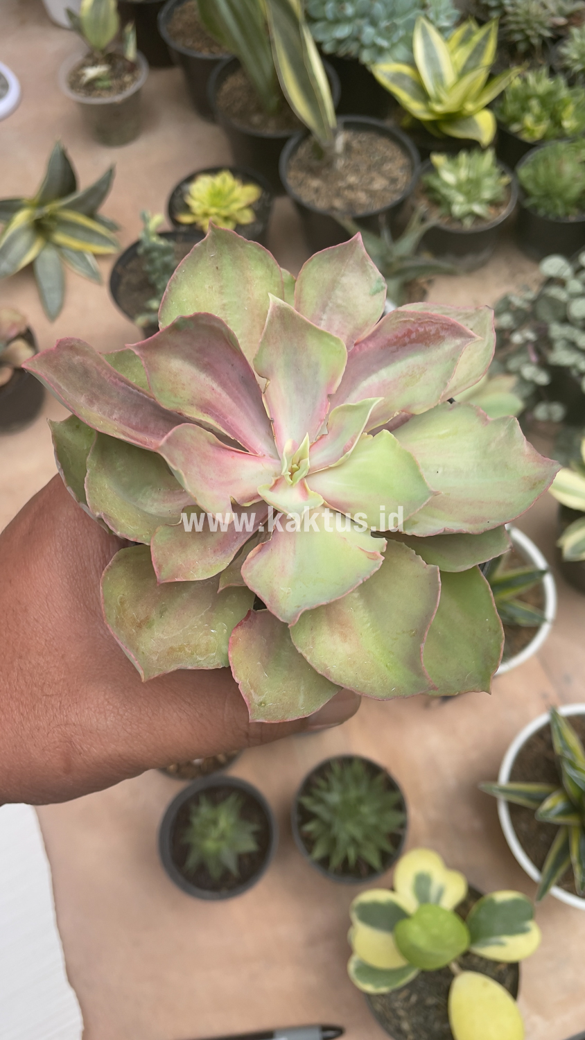 656. Echeveria Monster - Image 15
